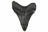 Serrated, Juvenile Megalodon Tooth - South Carolina #340459-1